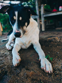 Dog lying down on land