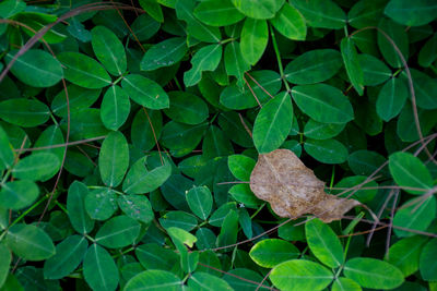 High angle view of leaves