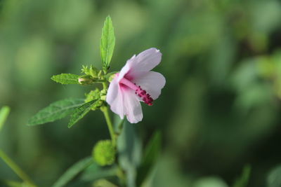 Close-up of flower blooming outdoors