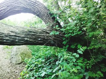 Close-up of tree trunk in forest