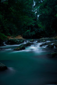 Scenic view of river flowing in forest