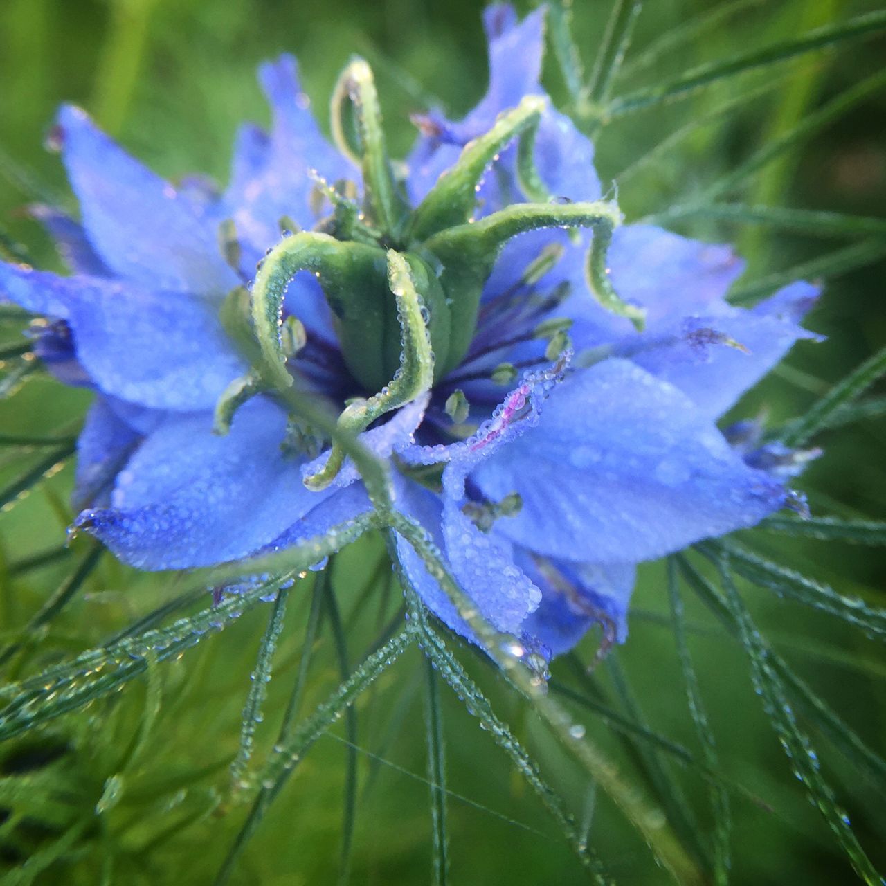 flower, freshness, fragility, petal, purple, flower head, drop, close-up, growth, beauty in nature, wet, water, focus on foreground, plant, nature, blooming, single flower, dew, in bloom, day