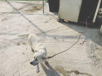 High angle view of dog