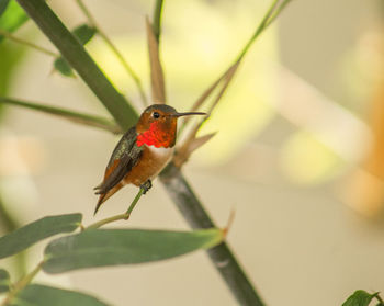 Close-up of hummingbird perching on leaf