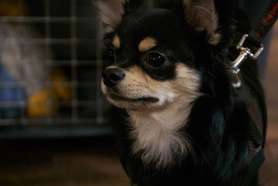 Close-up of a dog looking away at home