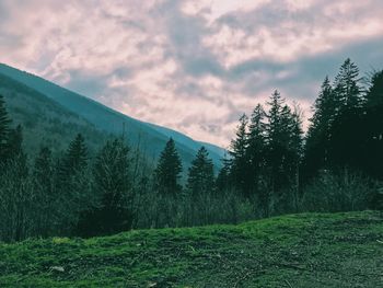 Trees on landscape against sky