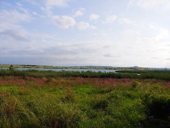 Scenic view of grassy field against sky