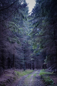 Dirt road amidst trees in forest