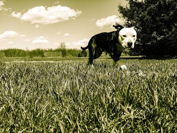 Dog standing on grassy field