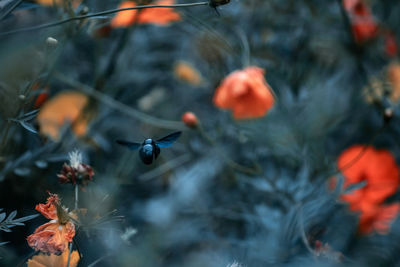 Close-up of insect on plant