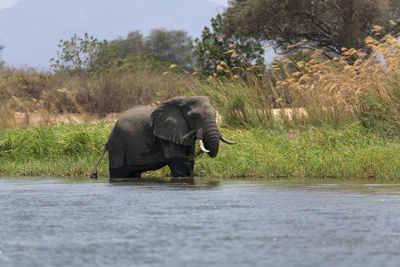 View of elephant drinking water from land