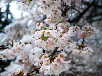 Close-up of white cherry blossoms in spring