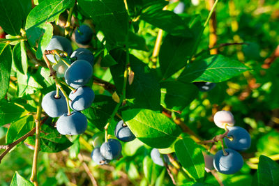 plant