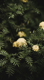 Close-up of flowering plant