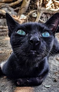 Portrait of black cat relaxing on field