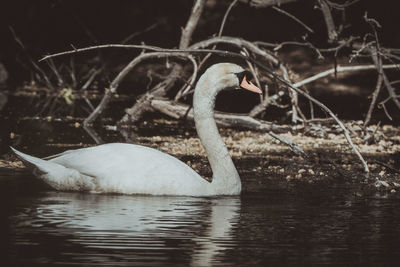 Swan swimming in lake