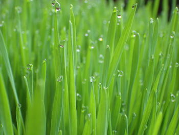 Wheatgrass is rich in fiber and can effectively help cats get rid of hairballs in their stomachs