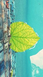 Close-up of yellow leaves against wall