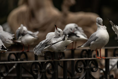 Close-up of seagulls perching on railing