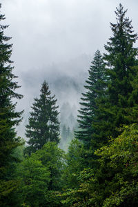 Pine trees in forest