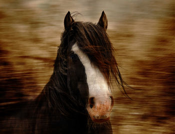 Close-up of a horse