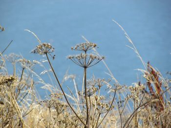 Close-up of dry plants on field against sky