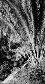 Close-up of palm tree in field