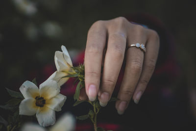 Close-up of hand holding rose flower