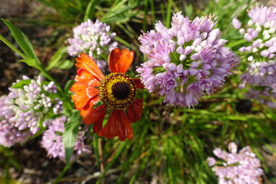 Close-up of honey bee on purple flowering plant