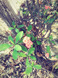 Close-up of flowers