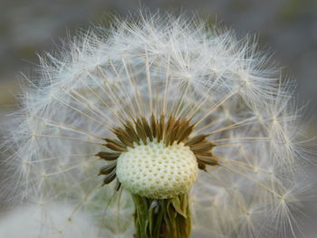 Close-up of dandelion on plant