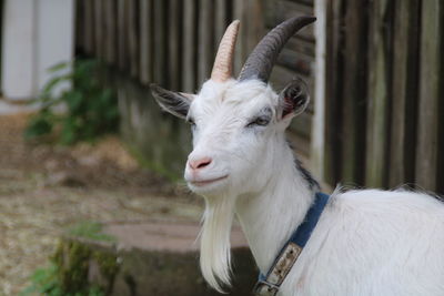 Close-up of a goat