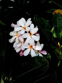 Close-up of frangipani blooming outdoors