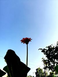 Low angle view of flowering plant against blue sky