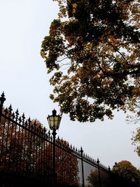 Low angle view of trees against sky