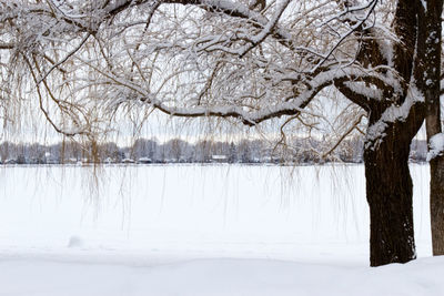 Bare trees on snow covered land