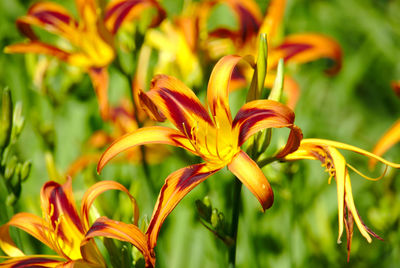 Daylilies in summer