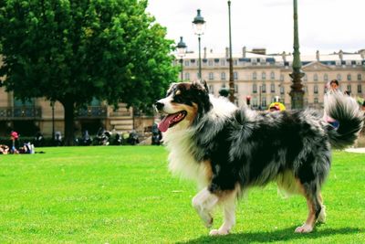 Dog sticking out tongue while walking on field