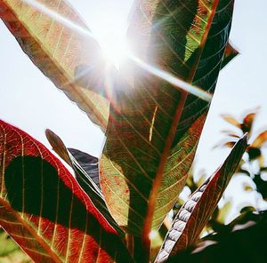 Close-up low angle view of leaves