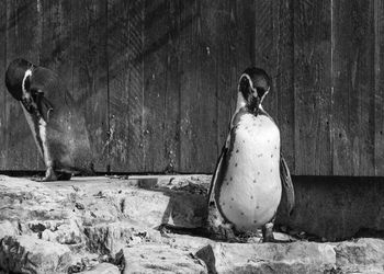 View of penguin on rock against wall