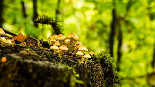 Close-up of mushrooms growing on tree trunk