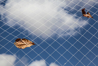 Low angle view of dry leaf on ceiling