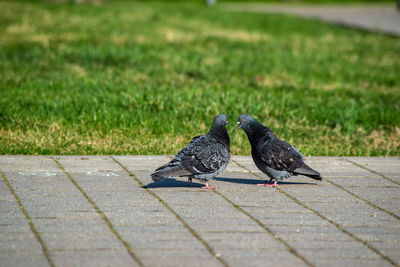 Pigeon perching on footpath