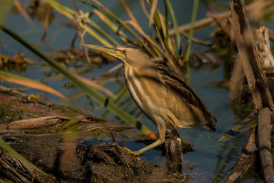 View of a bird perching on a lake