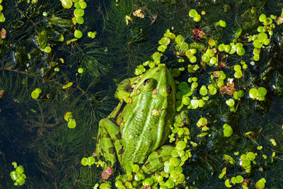 High angle view of frog swimming in water