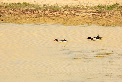 View of birds on beach