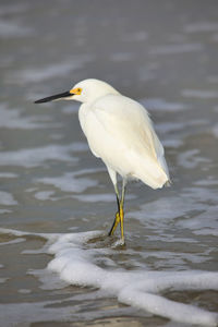 Bird on a lake