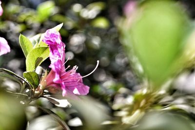 Close-up of pink flowers