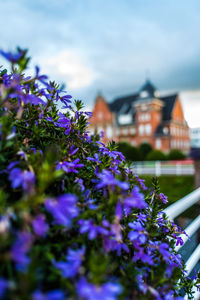 Purple flowering plants by building against sky