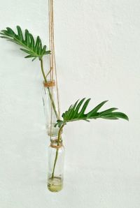 Close-up of plant in vase against white background